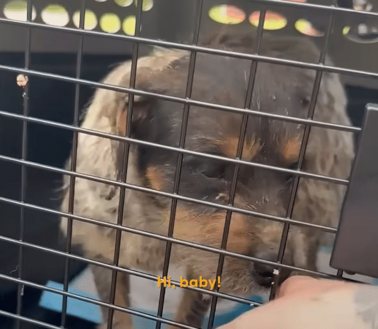 Two Neglected Terriers Were Found Hiding In A Drain Pipe The Dodo 0 51 screenshot
