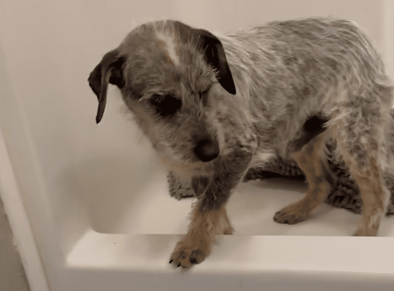 Two Neglected Terriers Were Found Hiding In A Drain Pipe The Dodo 1 24 screenshot