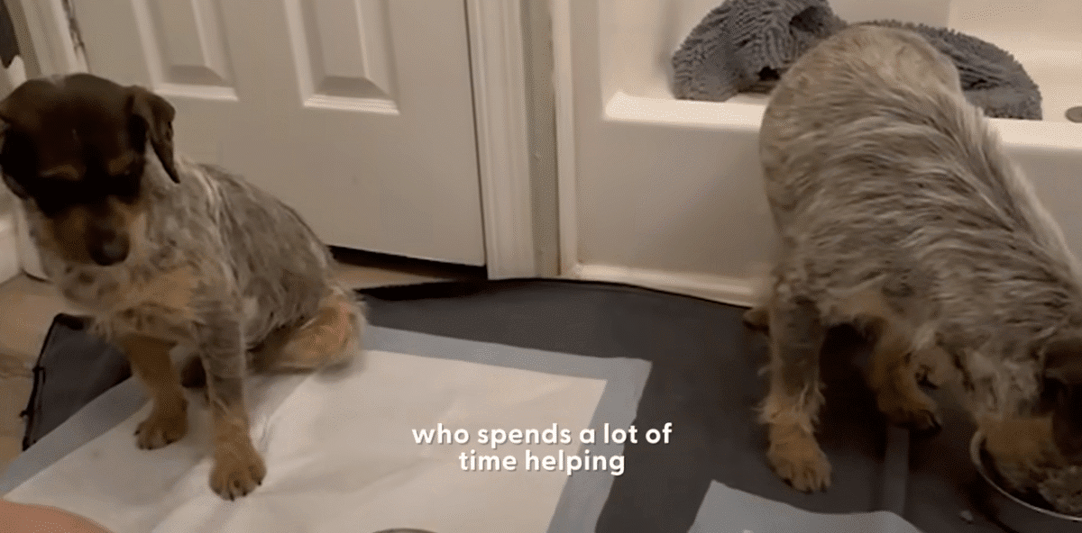 Two Neglected Terriers Were Found Hiding In A Drain Pipe The Dodo 1 6 screenshot