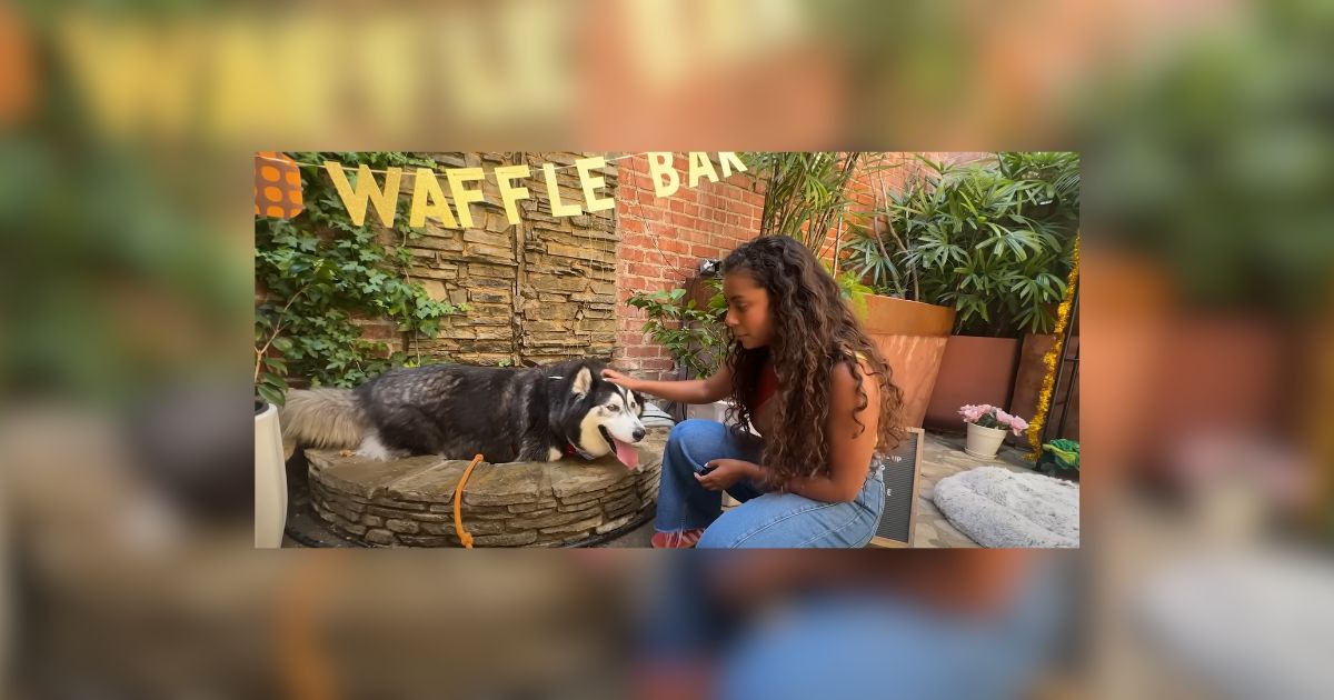 Utah Shelter Husky Goes On A Wild Shopping Spree