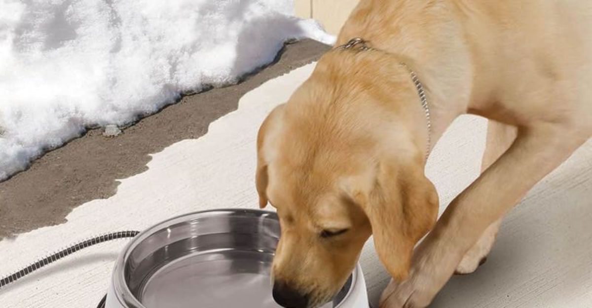 Why Dog Owners Should Avoid Leaving Water Bowls Outside And What to Do Instead