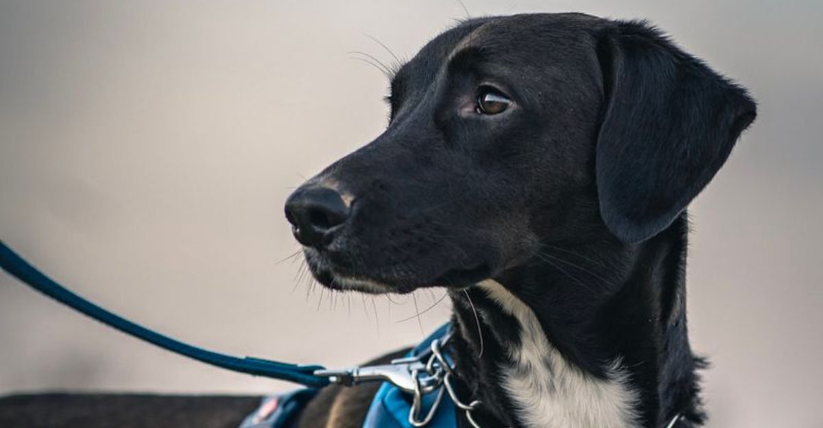 Why Dog Owners Should Avoid Retractable Leashes And the Safer Alternatives to Use Instead