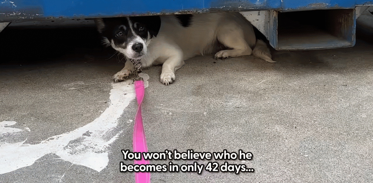 You Wont Believe Who This Dog Becomes In 42 Days The Dodo 0 0 screenshot 1