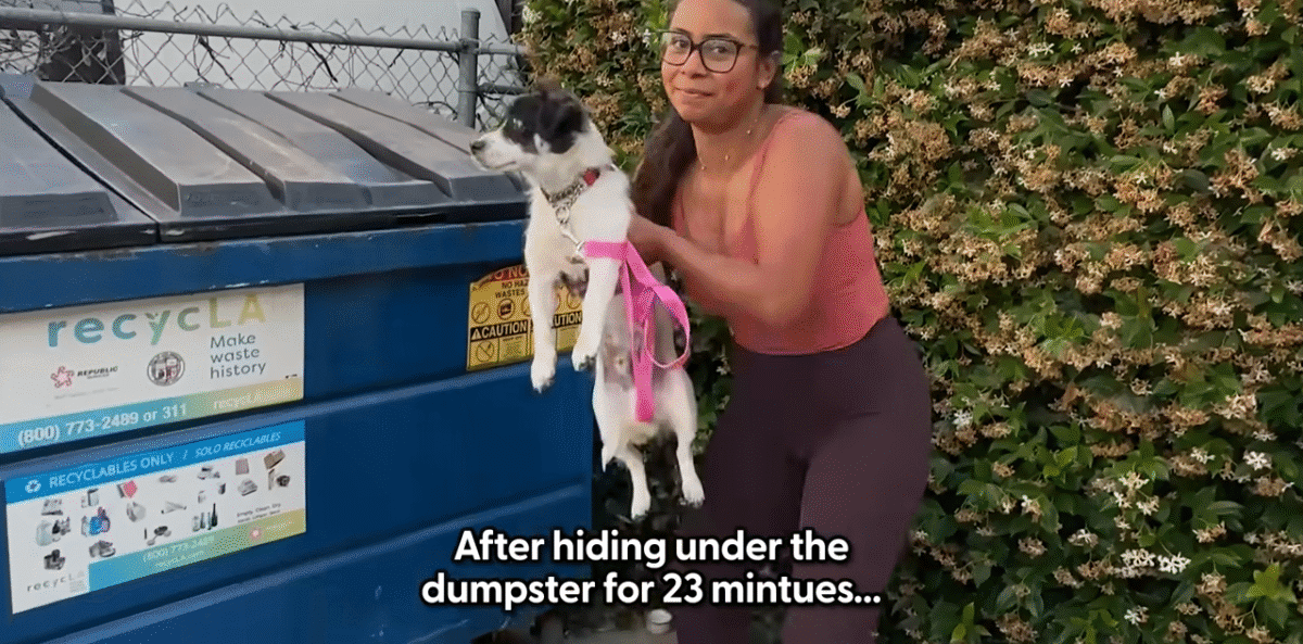 You Wont Believe Who This Dog Becomes In 42 Days The Dodo 0 16 screenshot 1