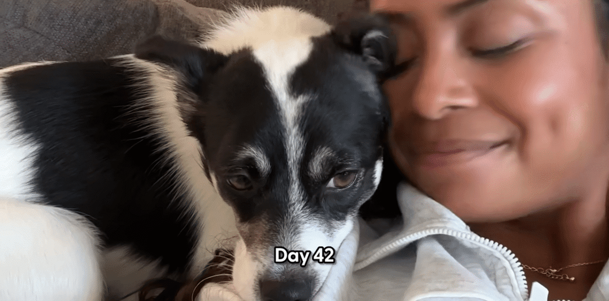 You Wont Believe Who This Dog Becomes In 42 Days The Dodo 3 19 screenshot 1