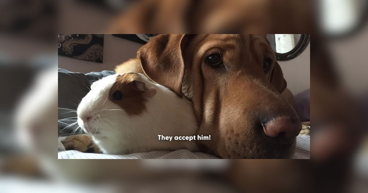 ohio dog acts like guinea pig