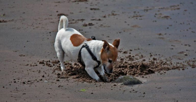 10 Common Dog Behaviors Decoded — What Each One Really Means dog news