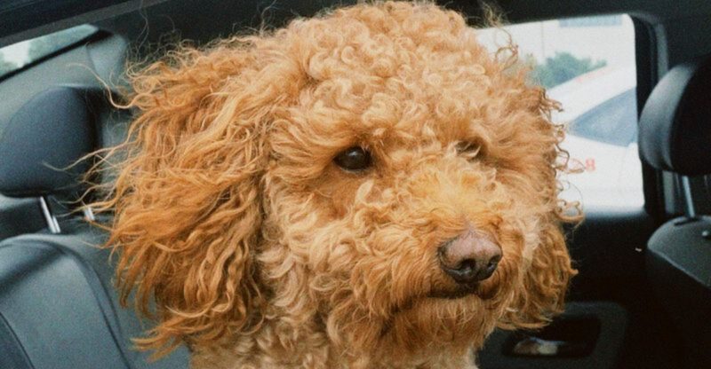 12 Dog Breeds That Approach Border Collie Level Intelligence and 13 Close Followers