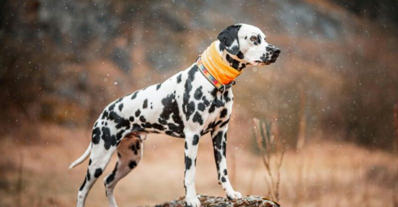 12 Dog Breeds That Find Apartment Life Challenging