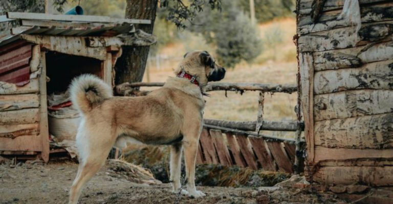 12 of the Strongest Dog Breeds in the World dog news