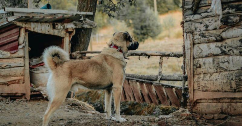 12 of the Strongest Dog Breeds in the World