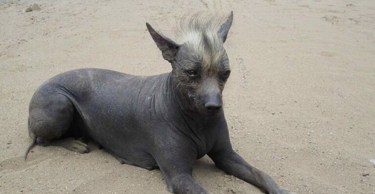 13 Hairless Dog Breeds Known for Their Unique and Striking Appearance dog news