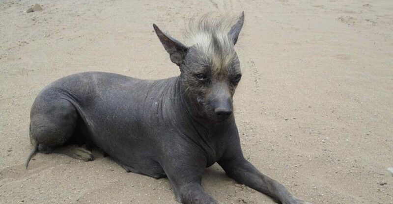 13 Hairless Dog Breeds Known for Their Unique and Striking Appearance