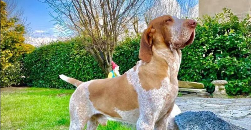 13 Newly Recognized Dog Breeds and 6 That Havent Yet Been Officially Approved