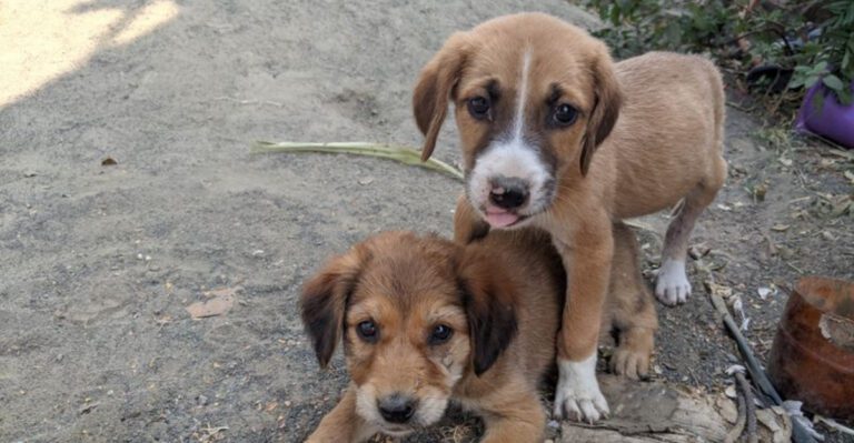 13 Practical Tips to Help Your Dog Socialize with Other Dogs dog news