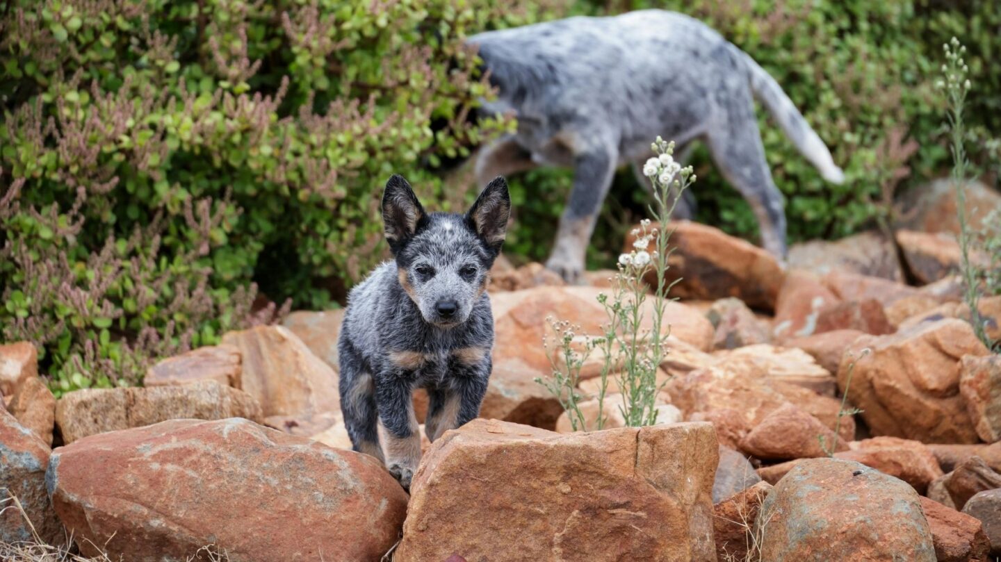 14 Key Facts to Know Before Bringing Home a Blue Heeler