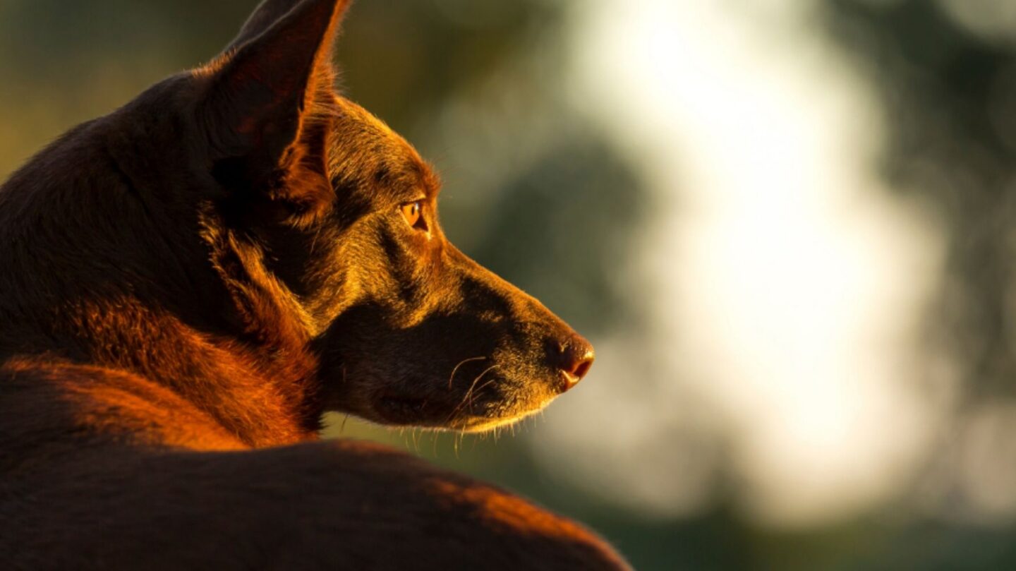 14 Most Intelligent and 14 Least Trainable Dog Breeds Ranked