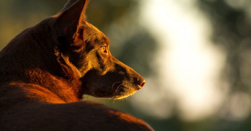 14 Most Intelligent and 14 Least Trainable Dog Breeds Ranked