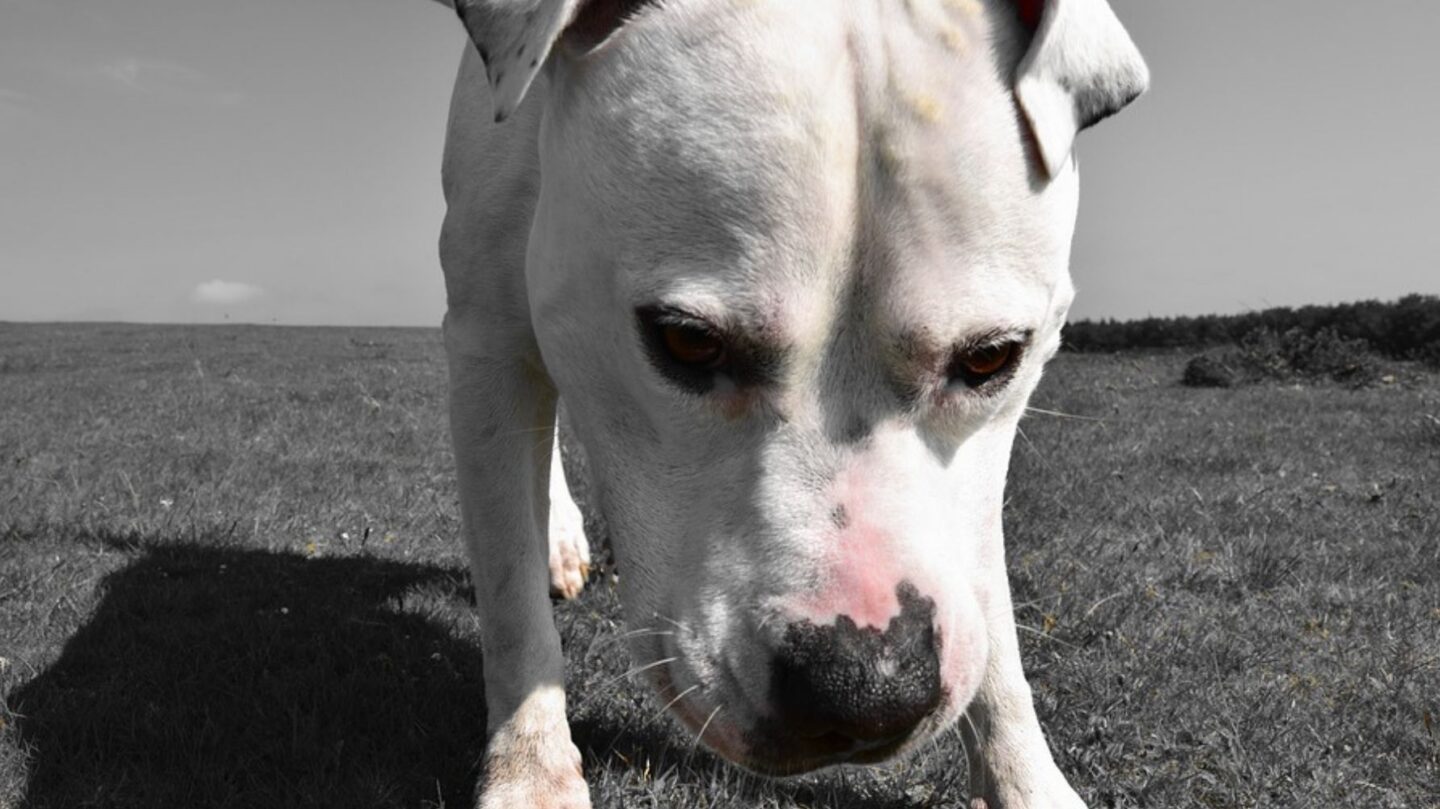 15 Reasons Why the American Bulldog Is Growing in Popularity Across the U.S