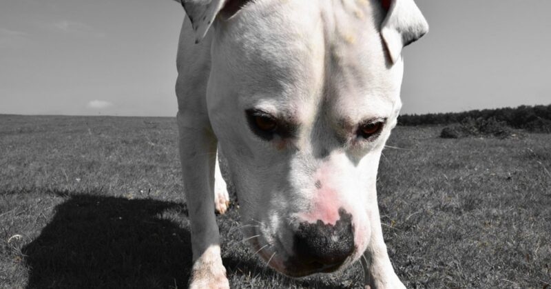 15 Reasons Why the American Bulldog Is Growing in Popularity Across the U.S