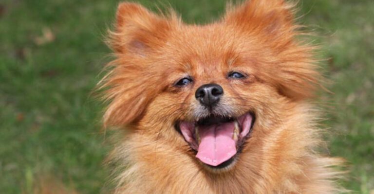 16 Practical Ways to Support Your Dogs Well Being and Happiness dog news