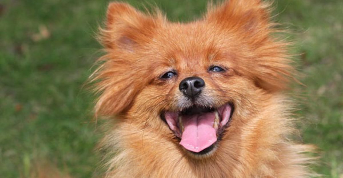 16 Practical Ways to Support Your Dogs Well Being and Happiness