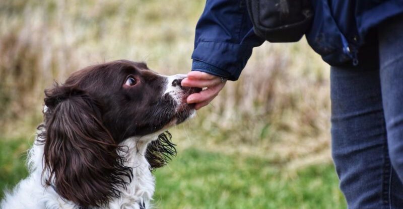 16 Surprising Facts About English Springer Spaniels You Might Not Know