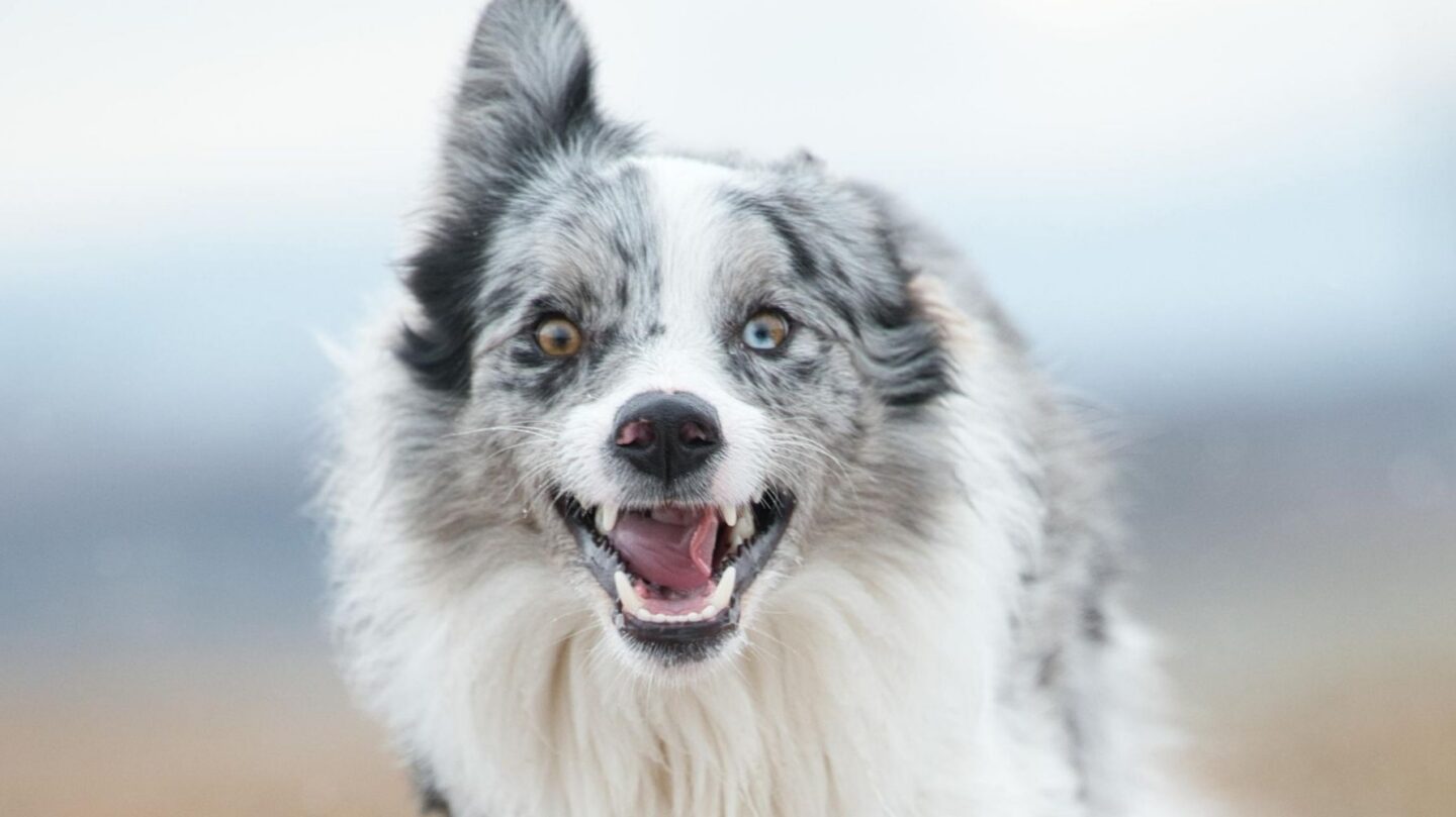 17 Active Dog Breeds That Crave Exercise and 9 Calm Companions for Relaxed Owners