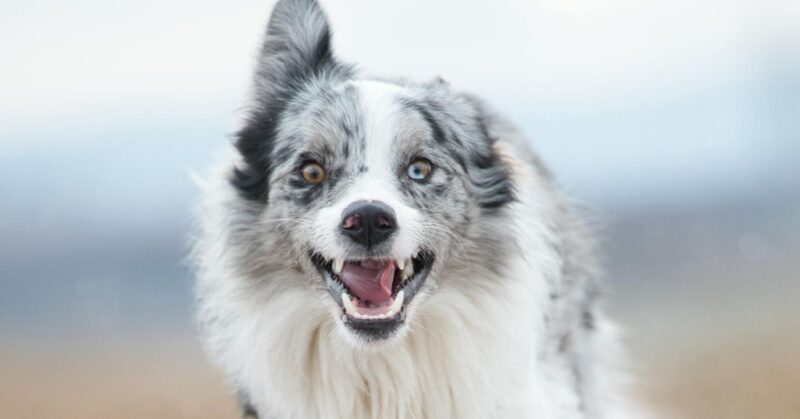 17 Active Dog Breeds That Crave Exercise and 9 Calm Companions for Relaxed Owners