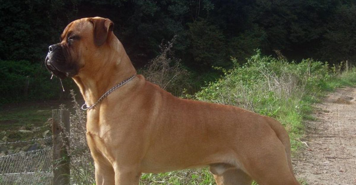 18 Dog Breeds Known for Their Protective Instincts and 5 That Are More Dependent on Owners