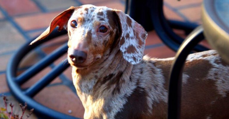 18 Dog Breeds Known for Their Unique Coat Patterns dog news