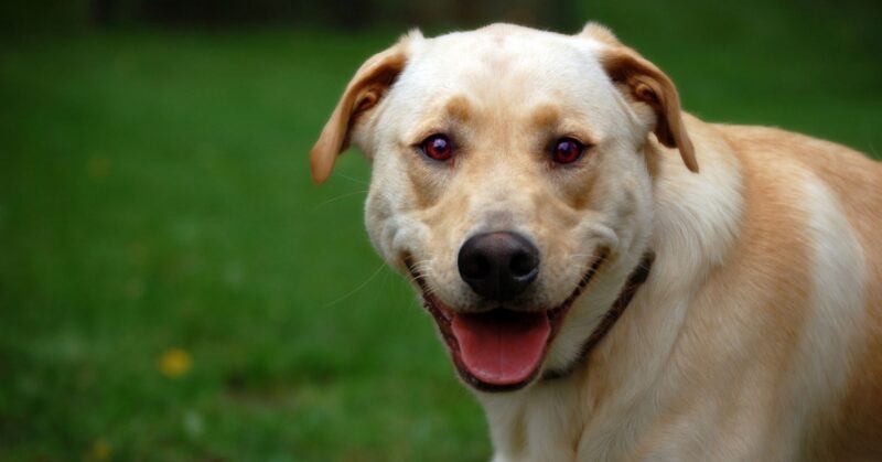 18 Everyday Habits That Lead to a Happier Healthier Dog