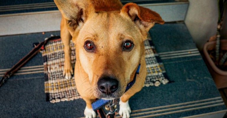 19 Clear Signs That Show Just How Loyal Dogs Can Be dog news