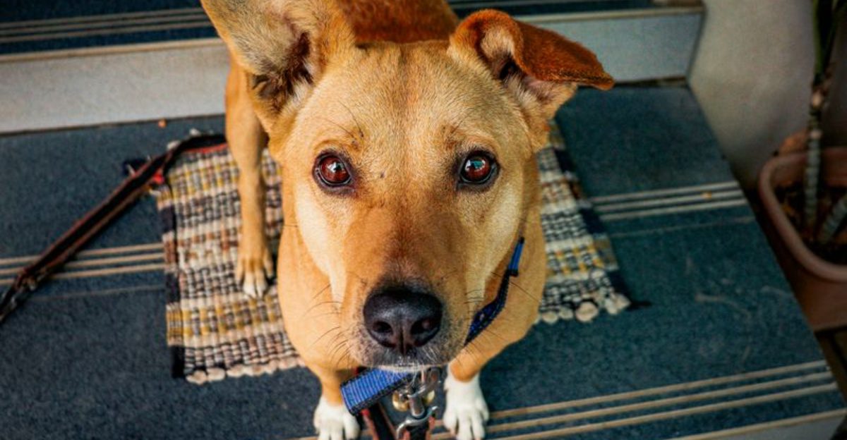 19 Clear Signs That Show Just How Loyal Dogs Can Be