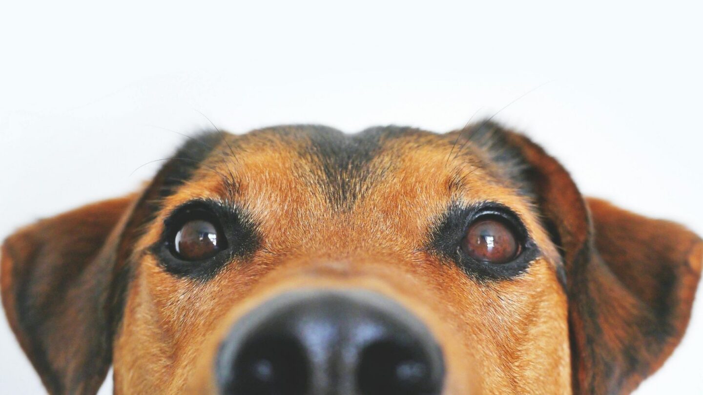 19 Clear Signs That Show Your Dog Feels Safe and Comfortable with You