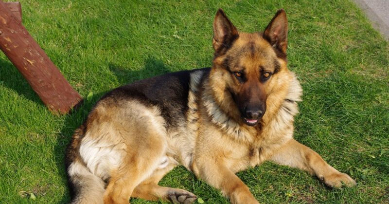 19 Common Myths and Misconceptions About German Shepherd Behavior and Aggression