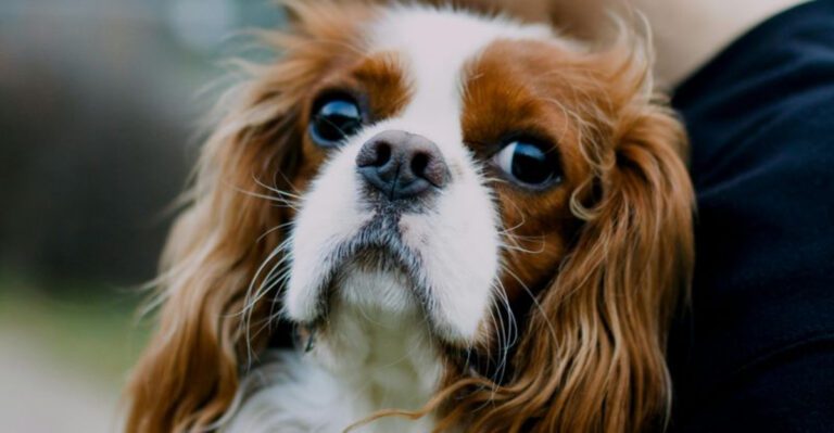 19 Dog Breeds Known for Their Affectionate Nature dog news