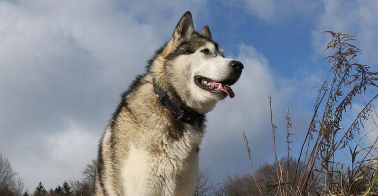 19 Dog Breeds Known for Their Endurance and Survival Instincts dog news