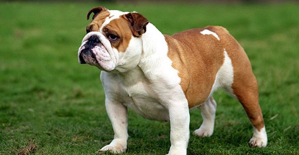 19 Dog Breeds That Struggle with Swimming or Prefer to Stay on Land