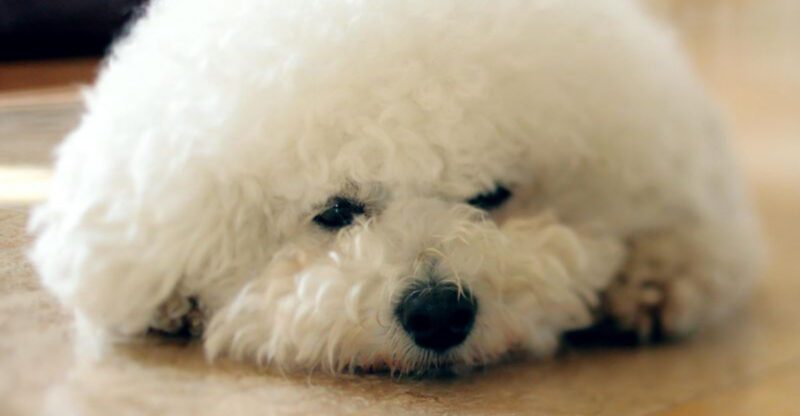 19 Emotionally Sensitive Dog Breeds That Need Constant Companionship