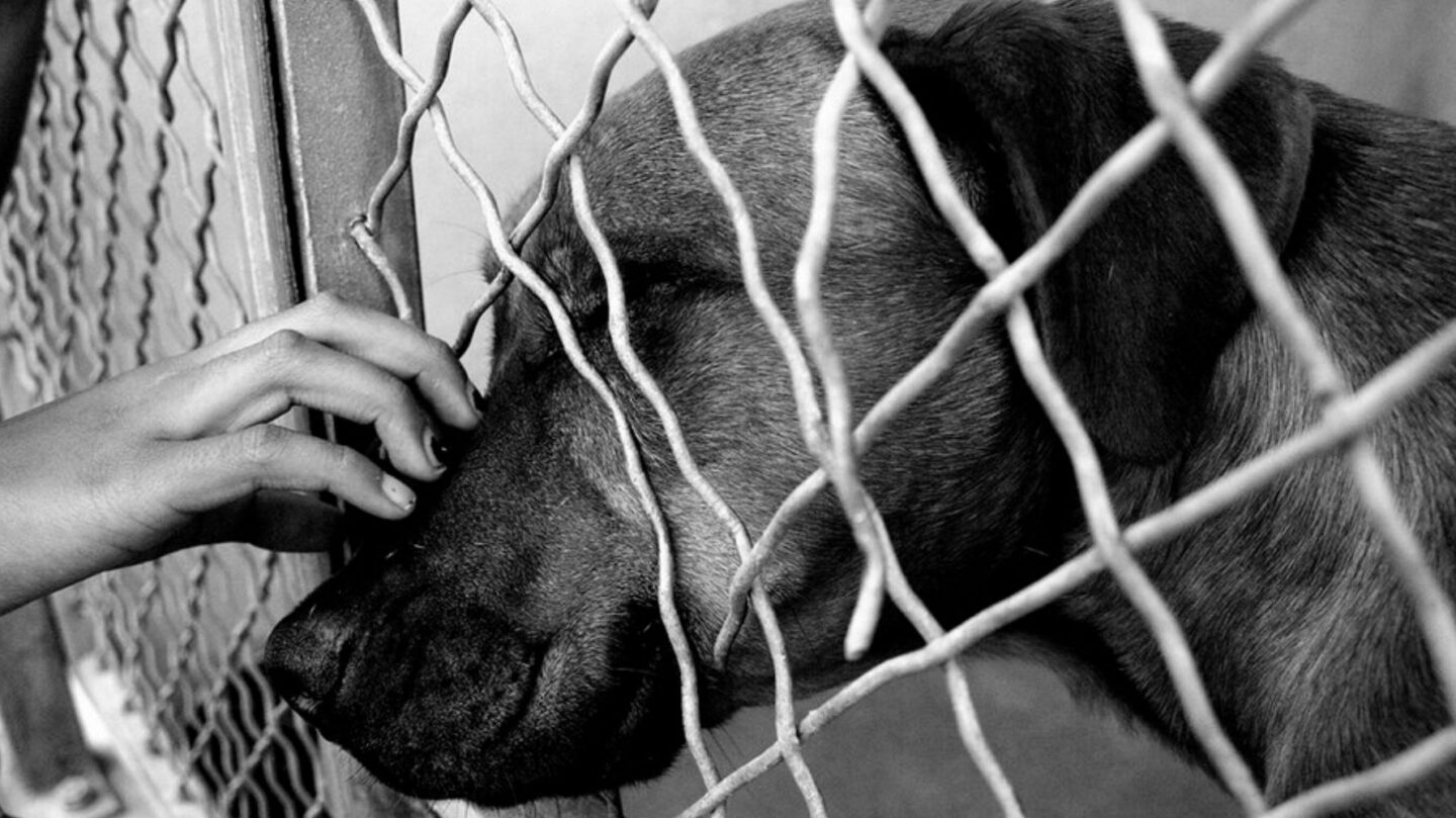 19 Heartfelt Reasons Why Adopting a Rescue Dog Changes Your Life