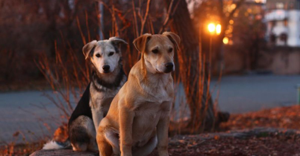 19 Important Steps to Follow When Your Dog Goes Missing