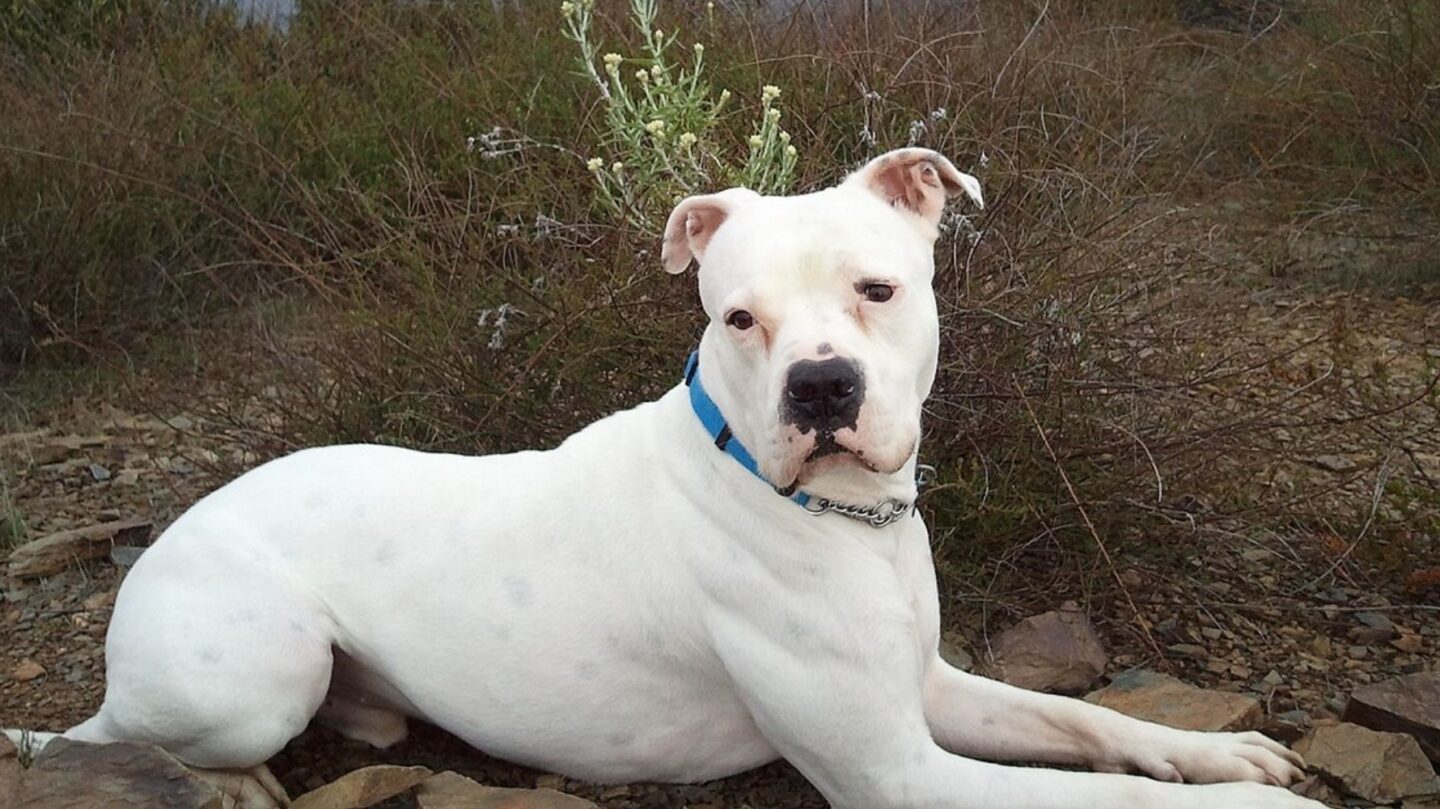 19 Important Things to Know Before Bringing Home an American Bulldog