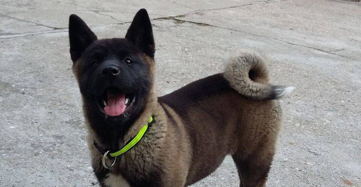 19 Interesting Facts About the American Akita Breed