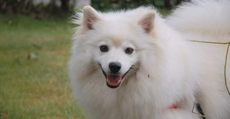 19 Lesser Known Facts About the American Eskimo Dog dog news