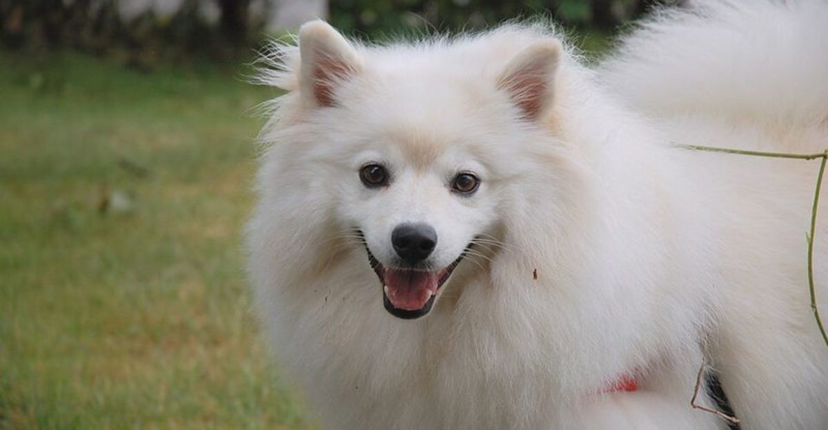19 Lesser Known Facts About the American Eskimo Dog