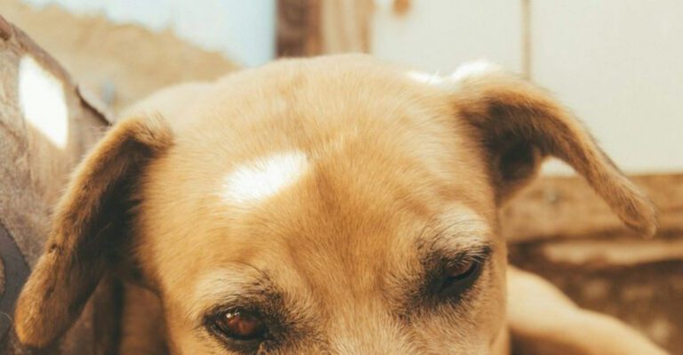 19 Practical Tips for Managing Arthritis in Senior Dogs dog news