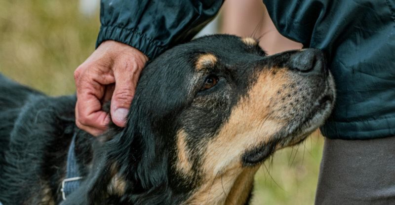 19 Practical Tips to Help Your Rescue Dog Adjust to a New Home