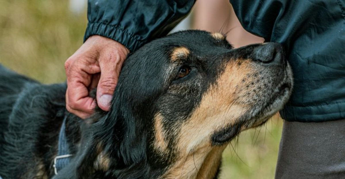 19 Practical Tips to Help Your Rescue Dog Adjust to a New Home