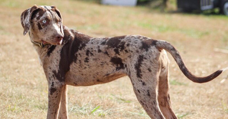 19 Rare Dog Breeds Known for Their Confident and Independent Nature